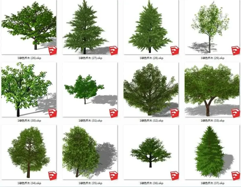 Sketchup植物库，含2D和3D两种类型，乔木灌木花卉等多种常见植物，写实风、简笔风、手绘风等多重风格-5